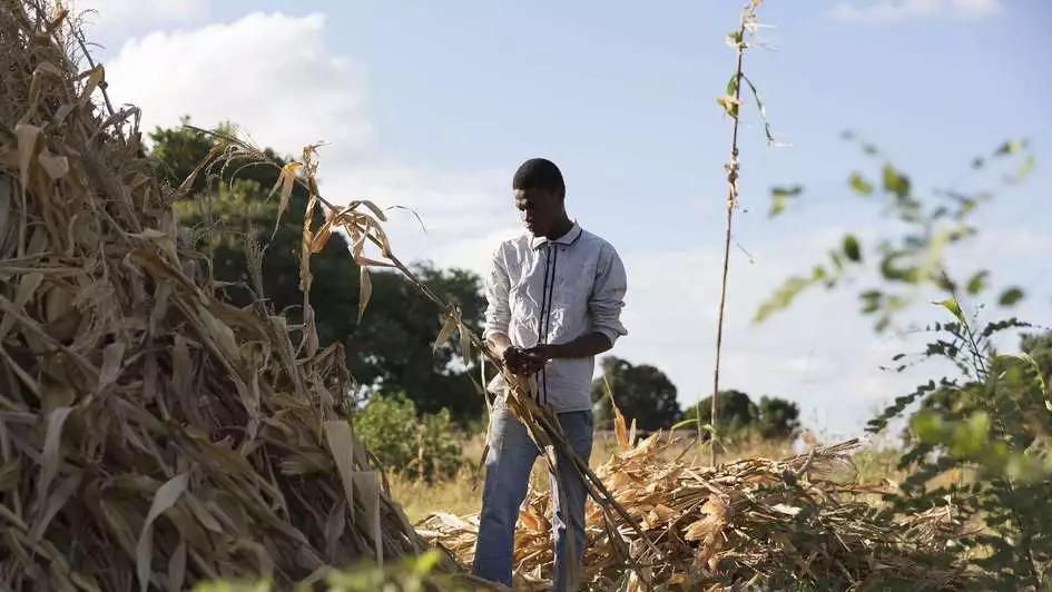 El Niño sorgt für Dürre und Überschwemmungen: Mann steht vor ausgetrockneten Maispflanzen in Malawi