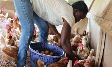 Eine Frau sammelt Eier in einem Hühnerstall, Liberia.