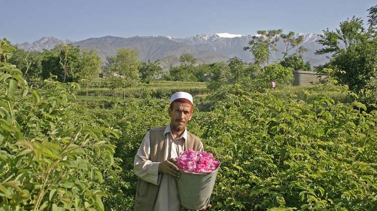 Afghan rose farmer
