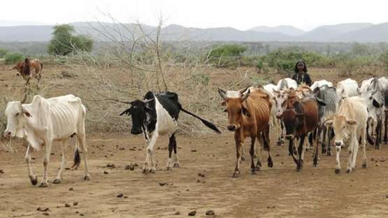 Herde von Kühen in Äthiopien