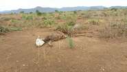 Tierkadaver - Dürre in Äthiopien