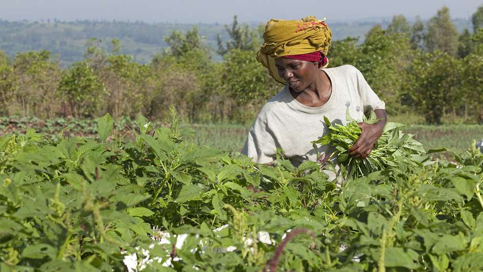 Eine Frau in Burundi bei der Ernte