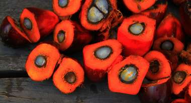 Palm oil fruit cut open: red on the outside, white on the inside