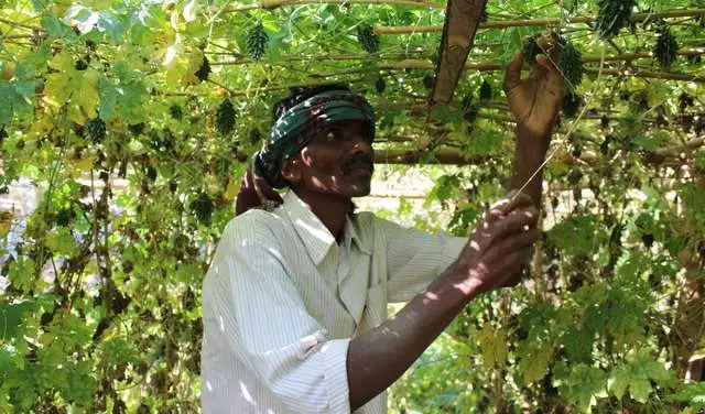 Ganeshwar Madi überprüft das Wachstum seiner Gemüsepflanzen, Malkangiri, Indien, 2023