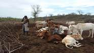 Frau mit Kühen in Äthiopien