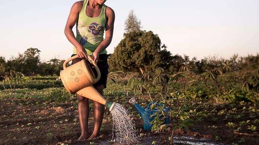 Eine Frau wässert ein Feld in Tulear/Madagaskar