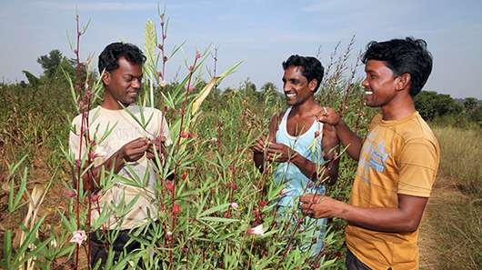 In Green Colleges lernen Jugendliche nachhaltige Anbaumethoden, wie hier in Indien. Jetzt unterstützen und spenden.