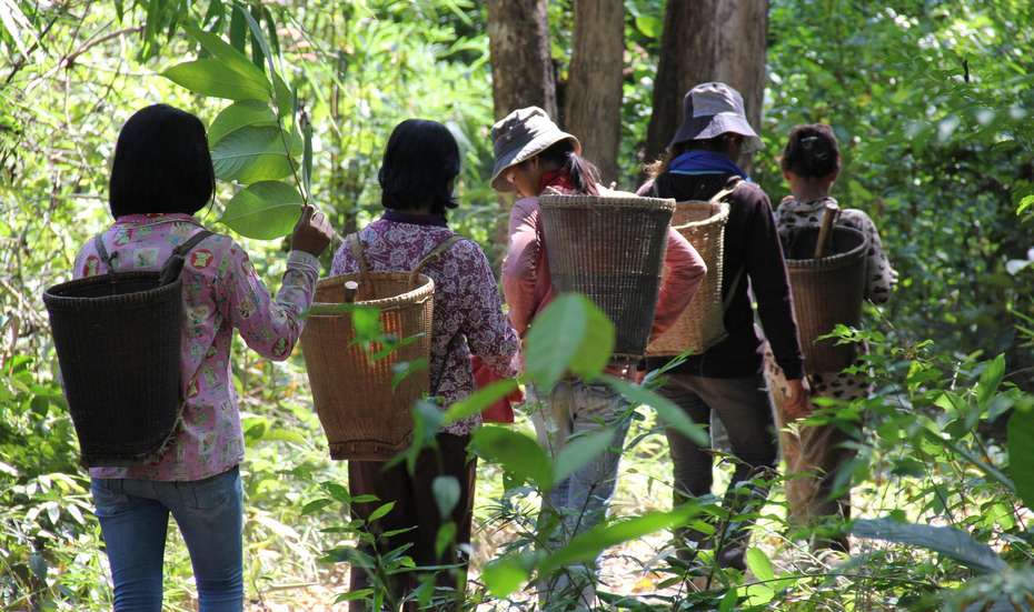 Die indigene Bevölkerung in Ratanakiri sammelt Früchte im Wald. © Weihermann