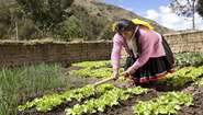 Peruanerin bei der Feldarbeit