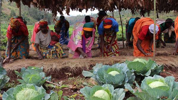 Burundi Frauengenossenschaft bei Ernte