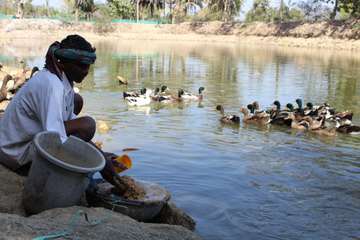 Ganeshwar Madi mit Enten aus seiner Zucht, Malkangiri, Indien, 2023