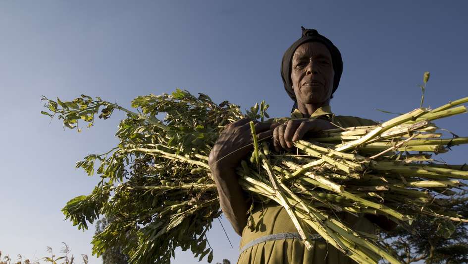 An Ethiopian woman is carrying crop.