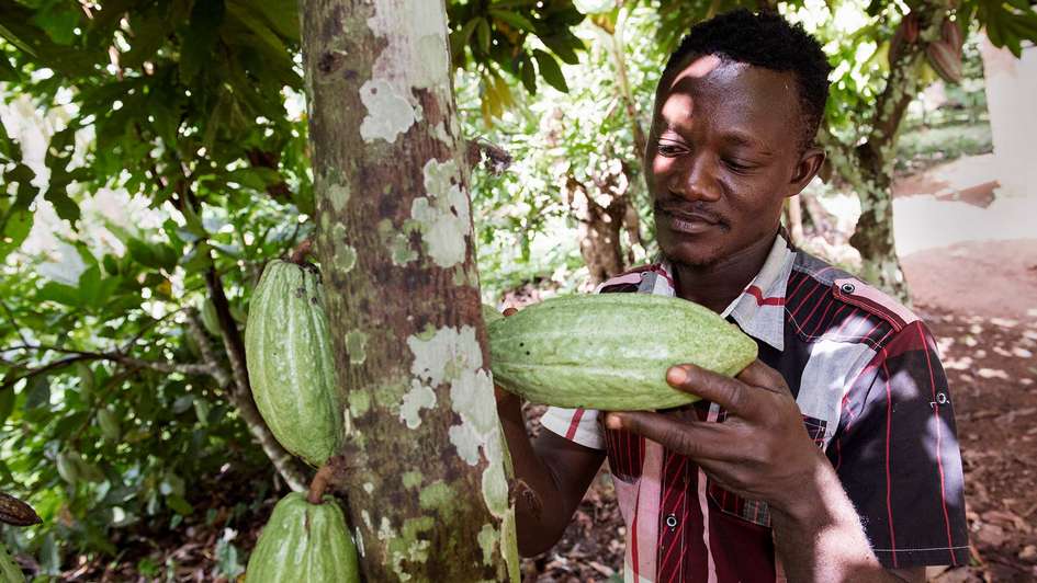 Ein Mann steht an einem Baum und schaut sich eine Kakaofrucht an.
