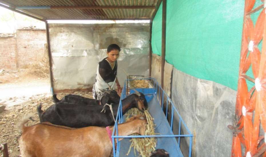 Sunita und ihre Ziegenzucht, Indien 2020.