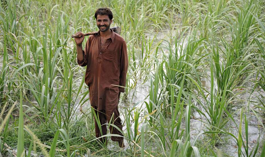 Hilfe für Pakistan - jetzt spenden! Bild: Mann steht auf seinem Maisfeld