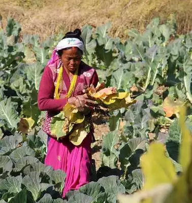 Kleinbäuerin Kalisaka bei der Feldarbeit in Salyan, Nepal.