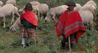 Quechua-Kinder hüten Schafe im Hochland Ecuadors.