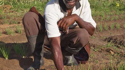 George Moyo, ein Kleinbauer, auf seinem Feld in Gokwe in Simbabwe. 