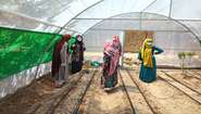 Vier Frauen in einem Gewächshaus, wo Safran angebaut wird, Afghanistan 2021.