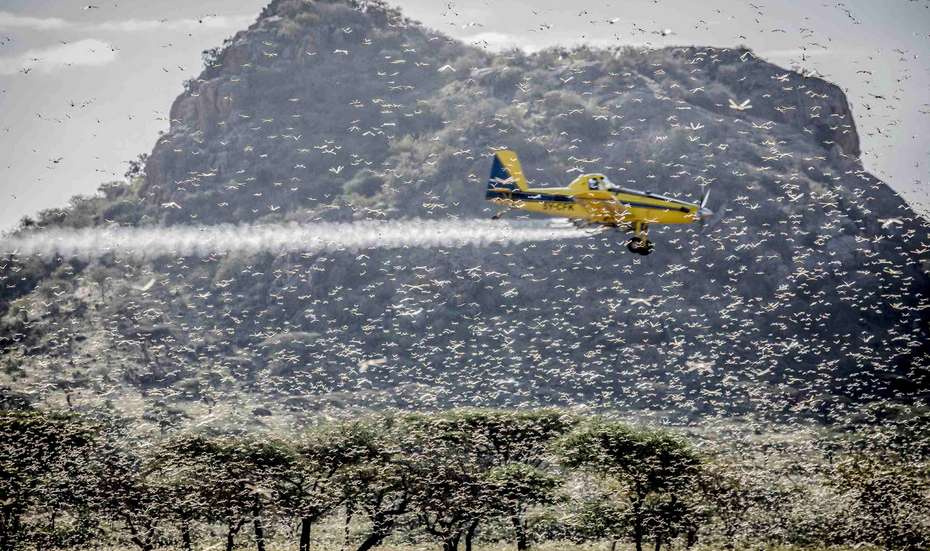 Ein Kleinflugzeug fliegt durch einen Heuschreckenschwarm und sprüht Pestizide. 