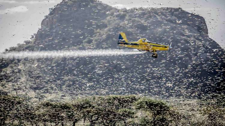 Ein Kleinflugzeug fliegt durch einen Heuschreckenschwarm und sprüht Pestizide. 