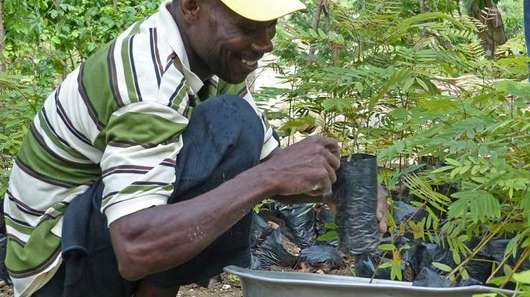 Wiederaufforstung in Haiti: Ein Mann pflanzt Baum-Setzlinge.