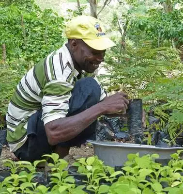 Projekte gegen den Klimawandel: Ein Mann pflanzt Setzlinge.