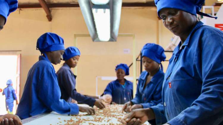 Kleinbäuerinnen und -bauern in blauer Arbeitskleidung sortieren Bohnen in Sambia.