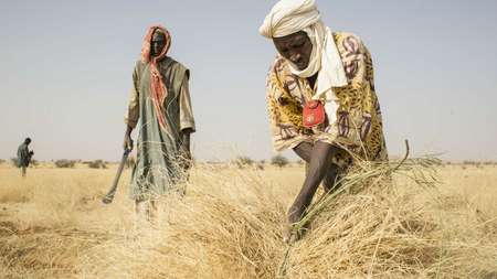 Landarbeiter in Niger ernten Heu
