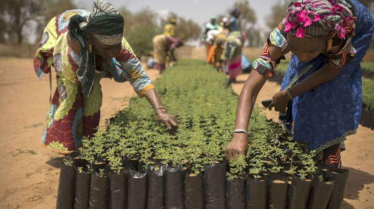 Männer und Frauen aus einem Dorf in Senegal arbeiten in einer Baumschule als Teil des Great Green Wall-Initiative.