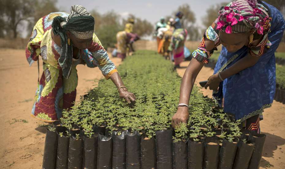 Männer und Frauen aus einem Dorf in Senegal arbeiten in einer Baumschule als Teil des Great Green Wall-Initiative.