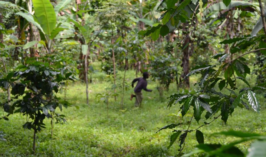 Ein Mann rennt; Carbon Farming in Uganda