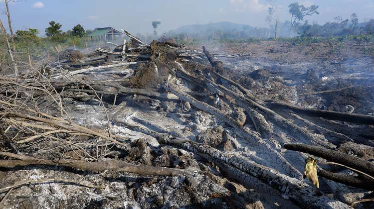 Blick auf illegal geschlagenes Holz in Kambodscha