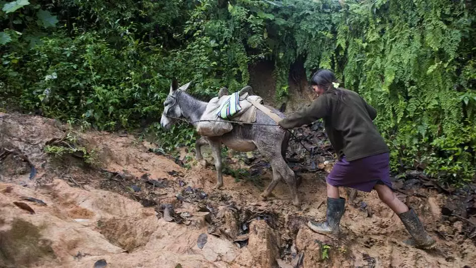 Eine Frau treibt ihren Esel an, damit sie es durch den Schlamm schaffen, Peru.