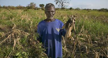 Ein Mann steht in einem zerstörten Maisfeld und zeigt eine seiner toten Pflanzen.