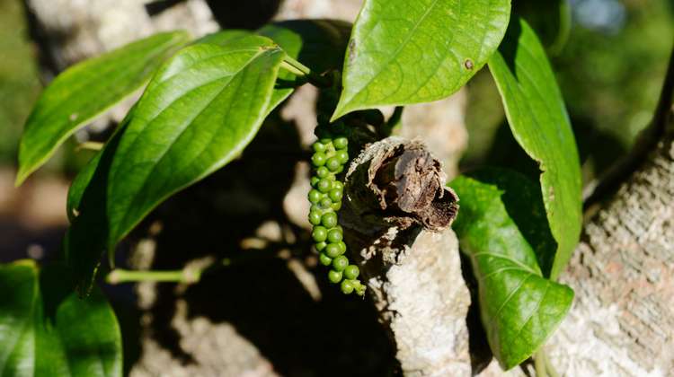 Eine Pfefferpflanze in Nahaufnahme, mit einer grünen Pfefferschote im Fokus