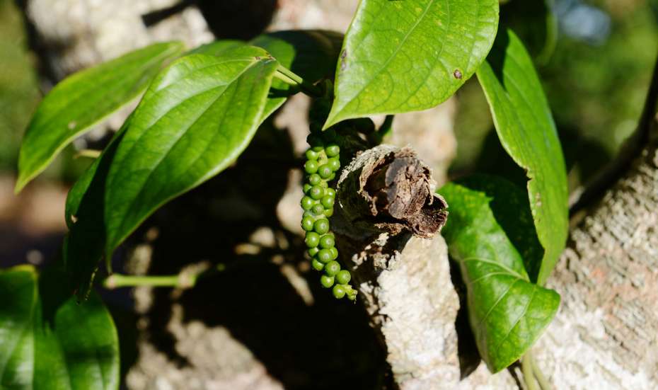 Eine Pfefferpflanze in Nahaufnahme, mit einer grünen Pfefferschote im Fokus