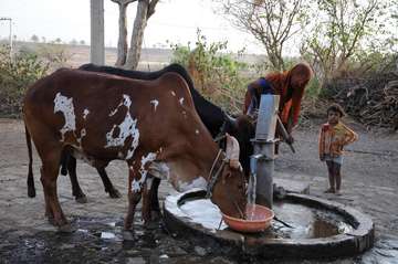 Zwei Kühe trinken Wasser aus einem Brunnen
