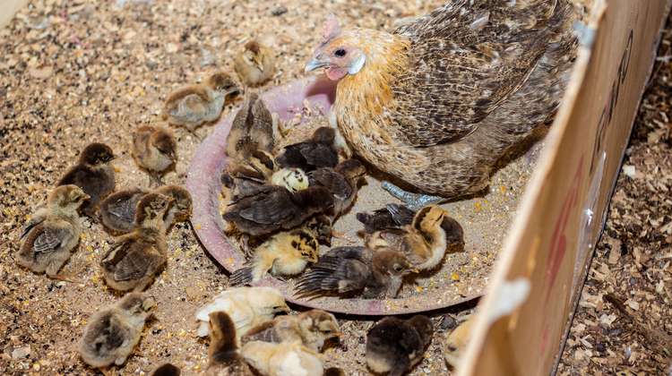 Küken und eine Henne in Burkina Faso