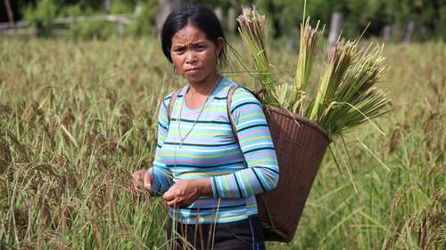 Jetzt für Kambodscha spenden. Bild: Eine Frau mit Reisernte auf einem Reisfeld.