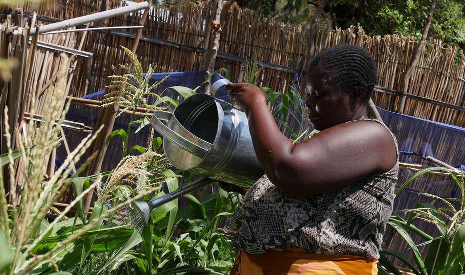 Die Kleinbäuerin Jenifer Dokali bewässert ihren Garten in Chiwalo, Malawi.
