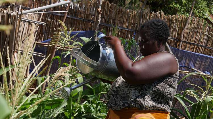 Die Kleinbäuerin Jenifer Dokali bewässert ihren Garten in Chiwalo, Malawi.