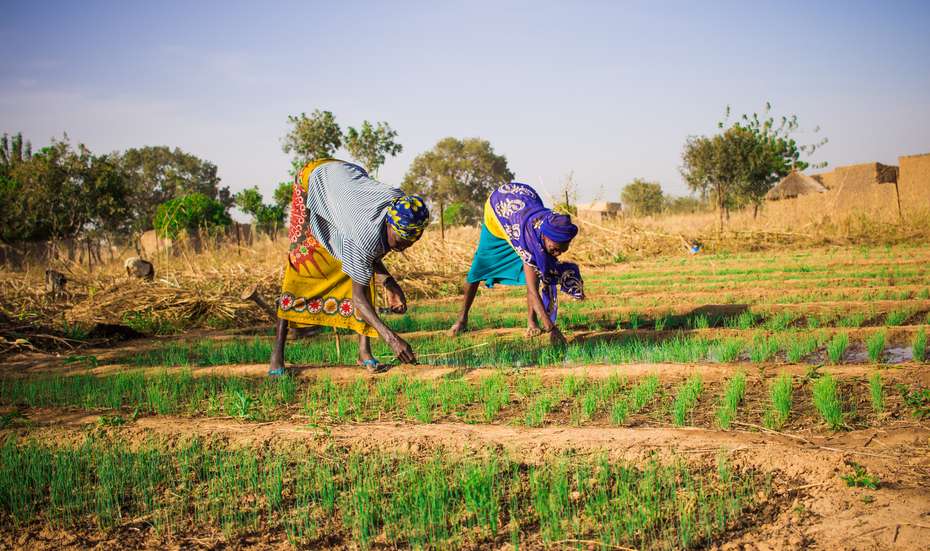 Zwei Frauen arbeiten auf einem Feld in Burkina Faso.