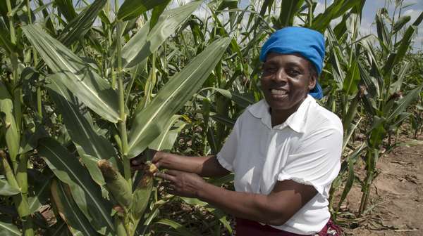 Ein Bauer in Simbabwe arbeitet auf seinem Feld.