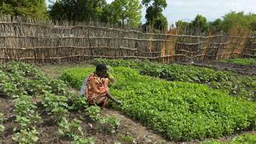 Eine Frau pflegt einen Schulgarten im Südsudan, 2022. 