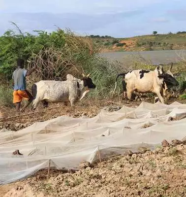 Ein Bauer baut Bohnen an in Farafangana, Madagaskar