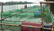 Fischzucht in Bangladesh