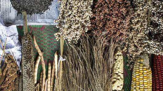 Breite Auswahl an Saatgutsorten eines Kleinbauern in Kerendiguda, Odisha, Indien