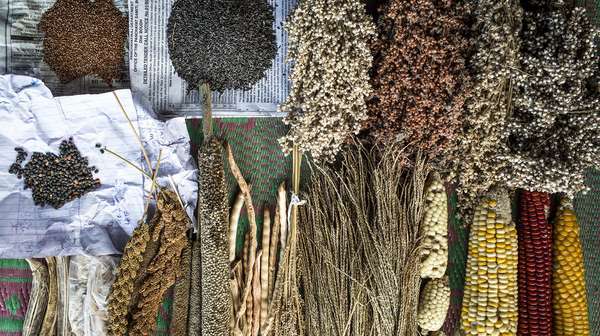Breite Auswahl an Saatgutsorten eines Kleinbauern in Kerendiguda, Odisha, Indien