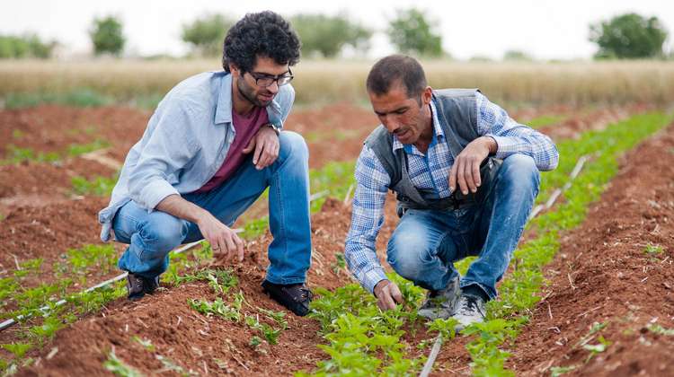 Zwei syrische Männer arbeiten auf ihrem Feld in der Türkei